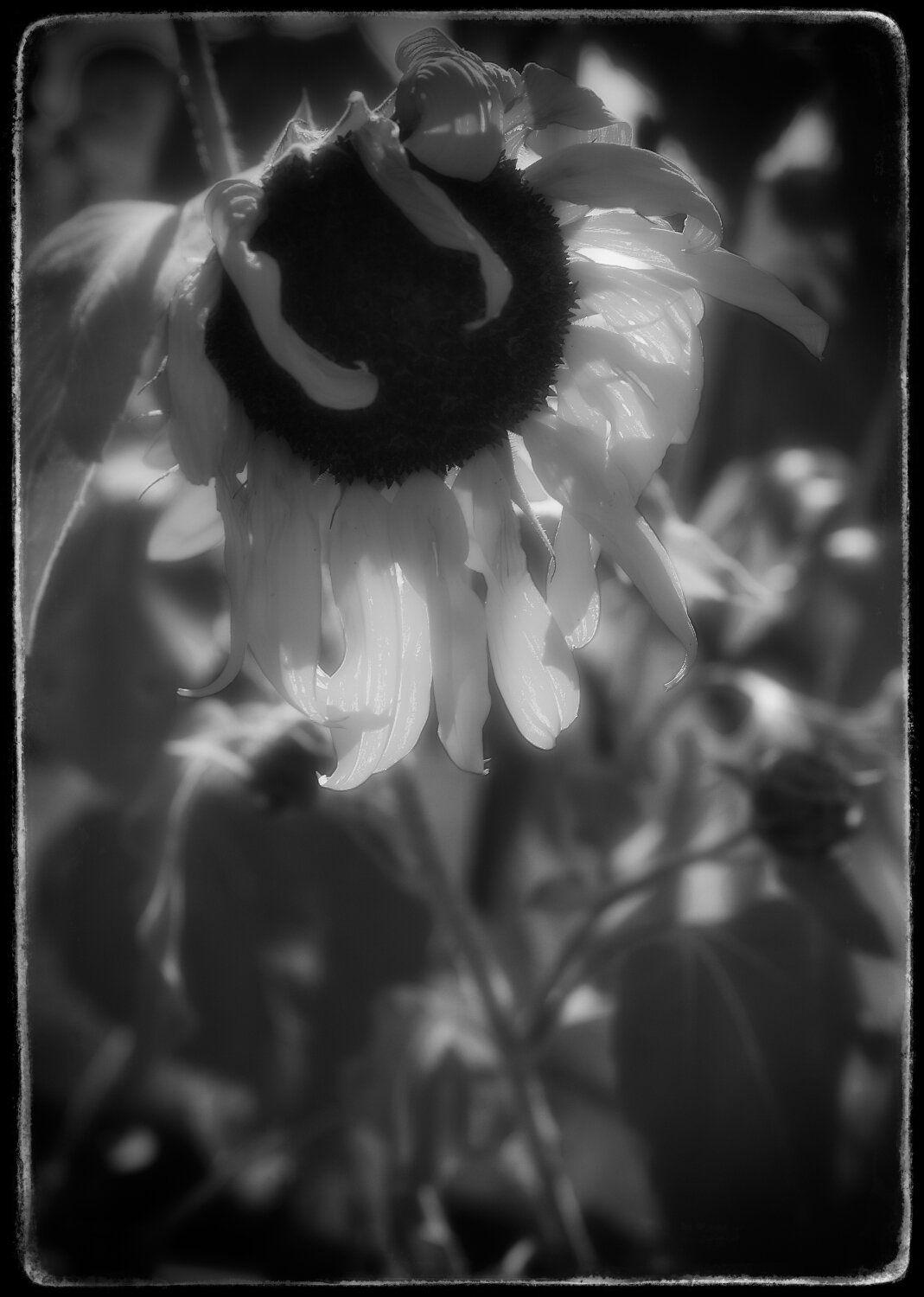 Sunny Day Petals JPEG web.jpg