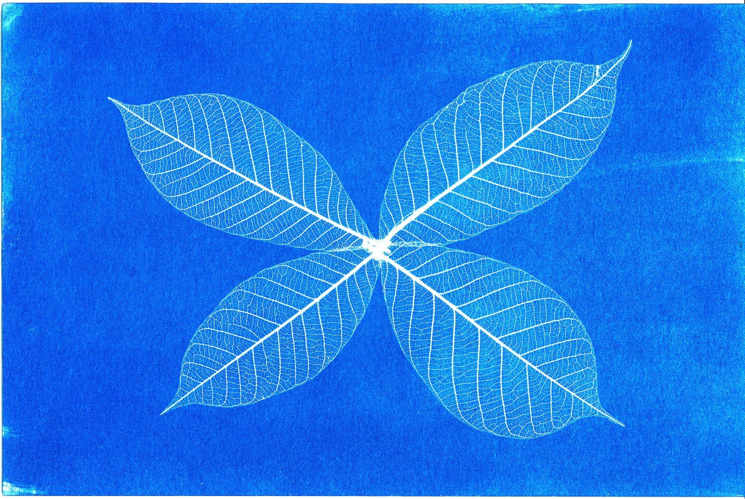 Four Leaf Cyan JPEG web.jpg