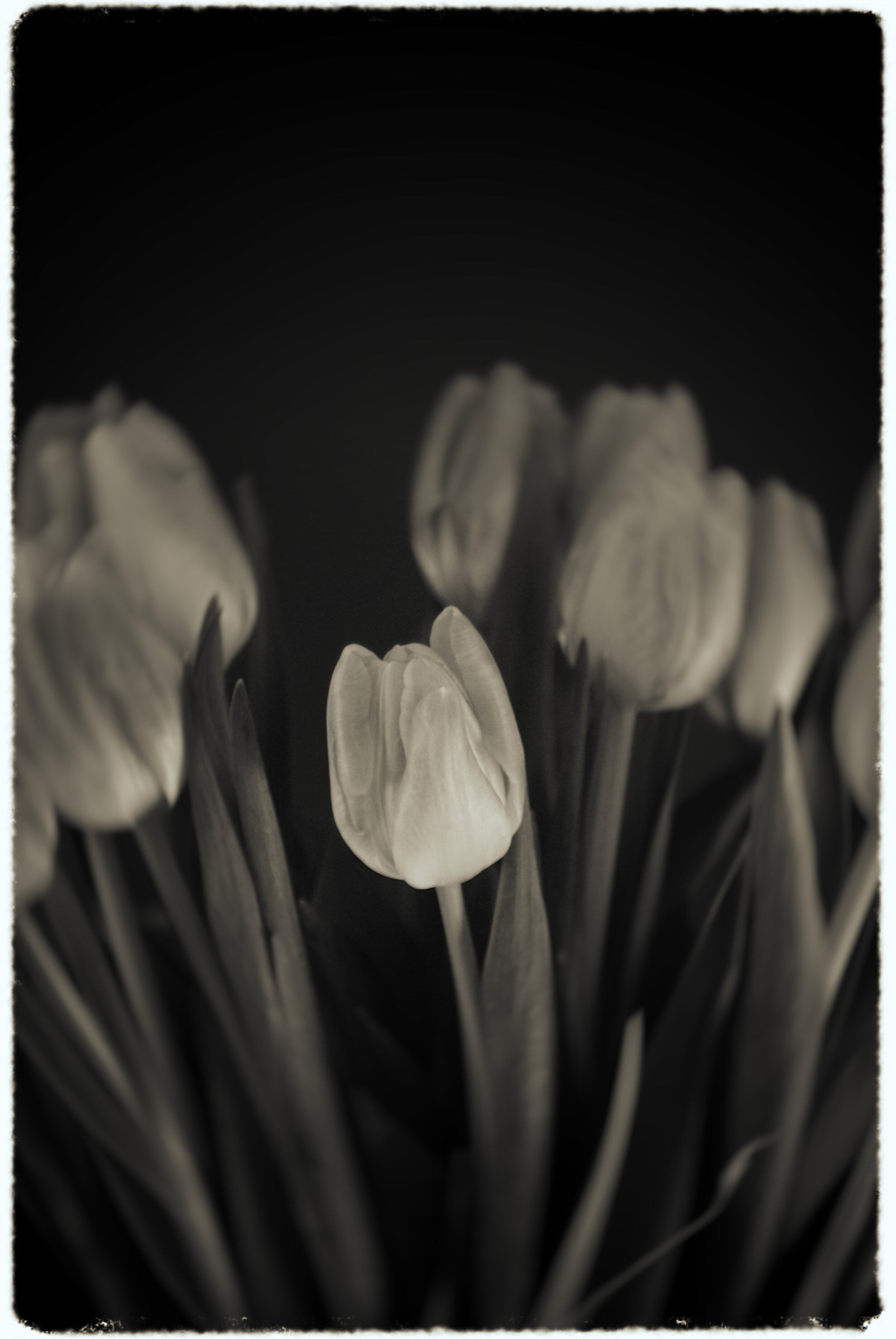 Loner Tulip.JPG