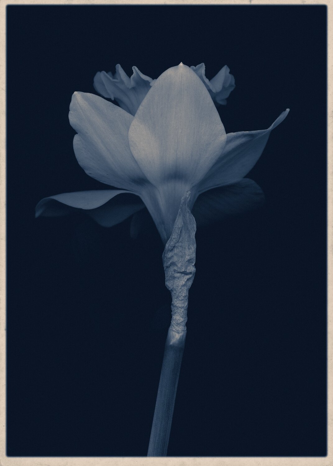 Blue Narcissus