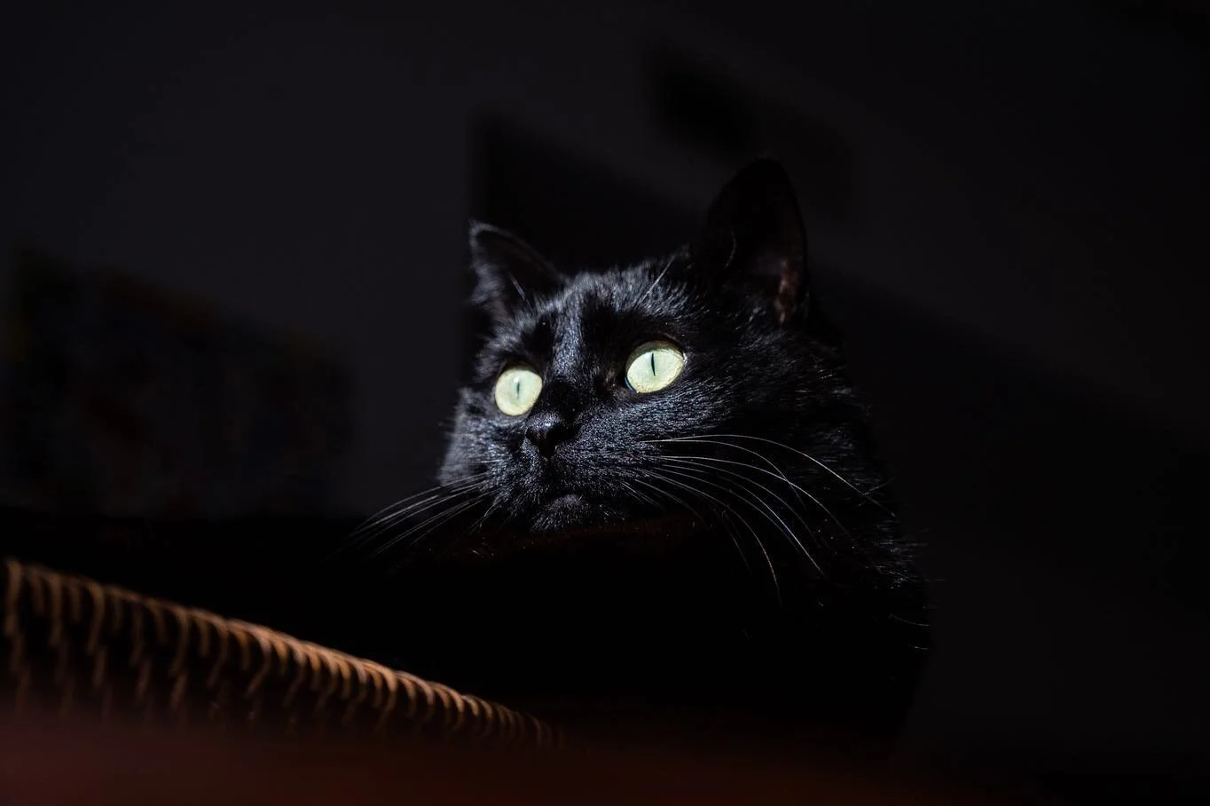 Not sure if taking pictures of my ridiculously photogenic cat counts as portraiture work, but here yah go.