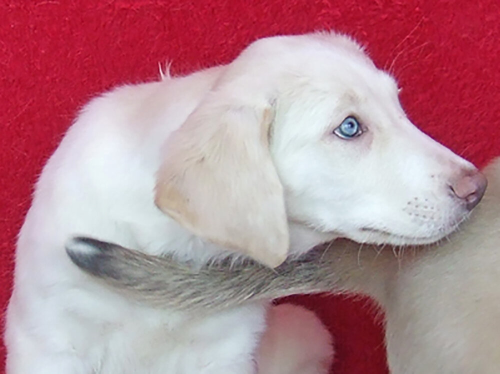 Opal's pup.jpg