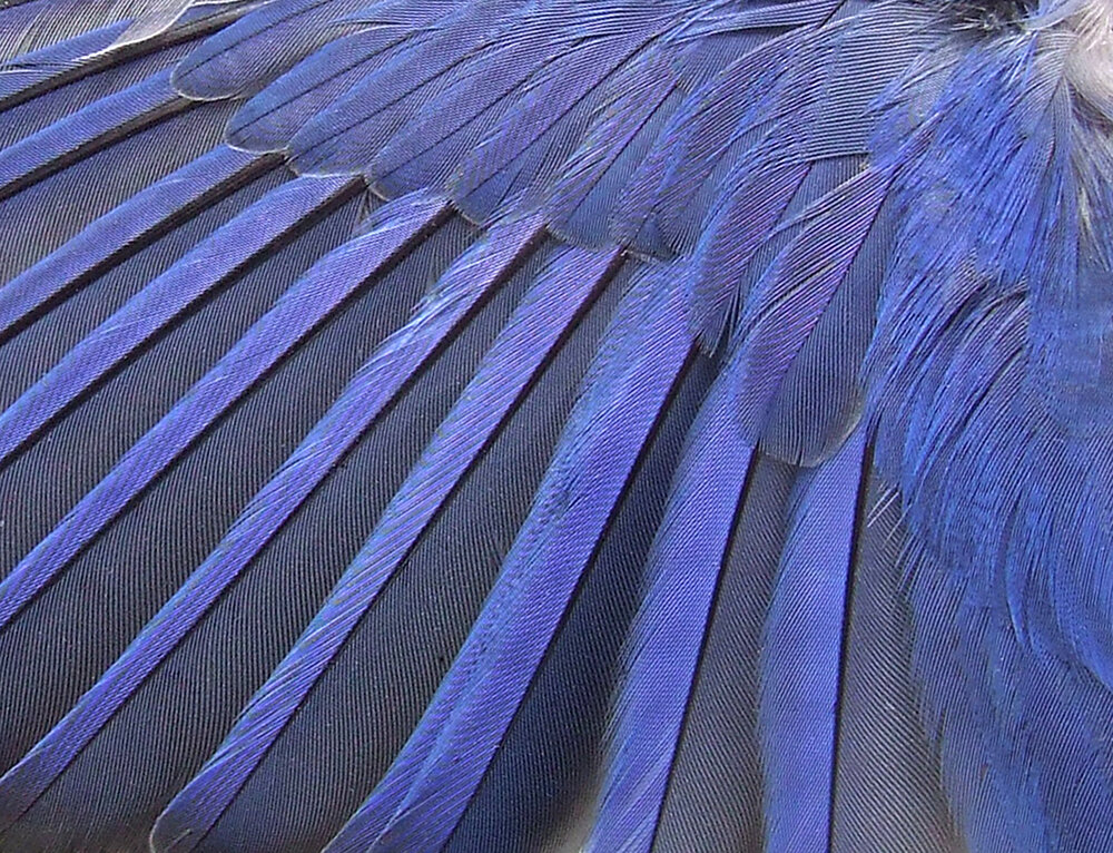 bluebirdfeathers.jpg