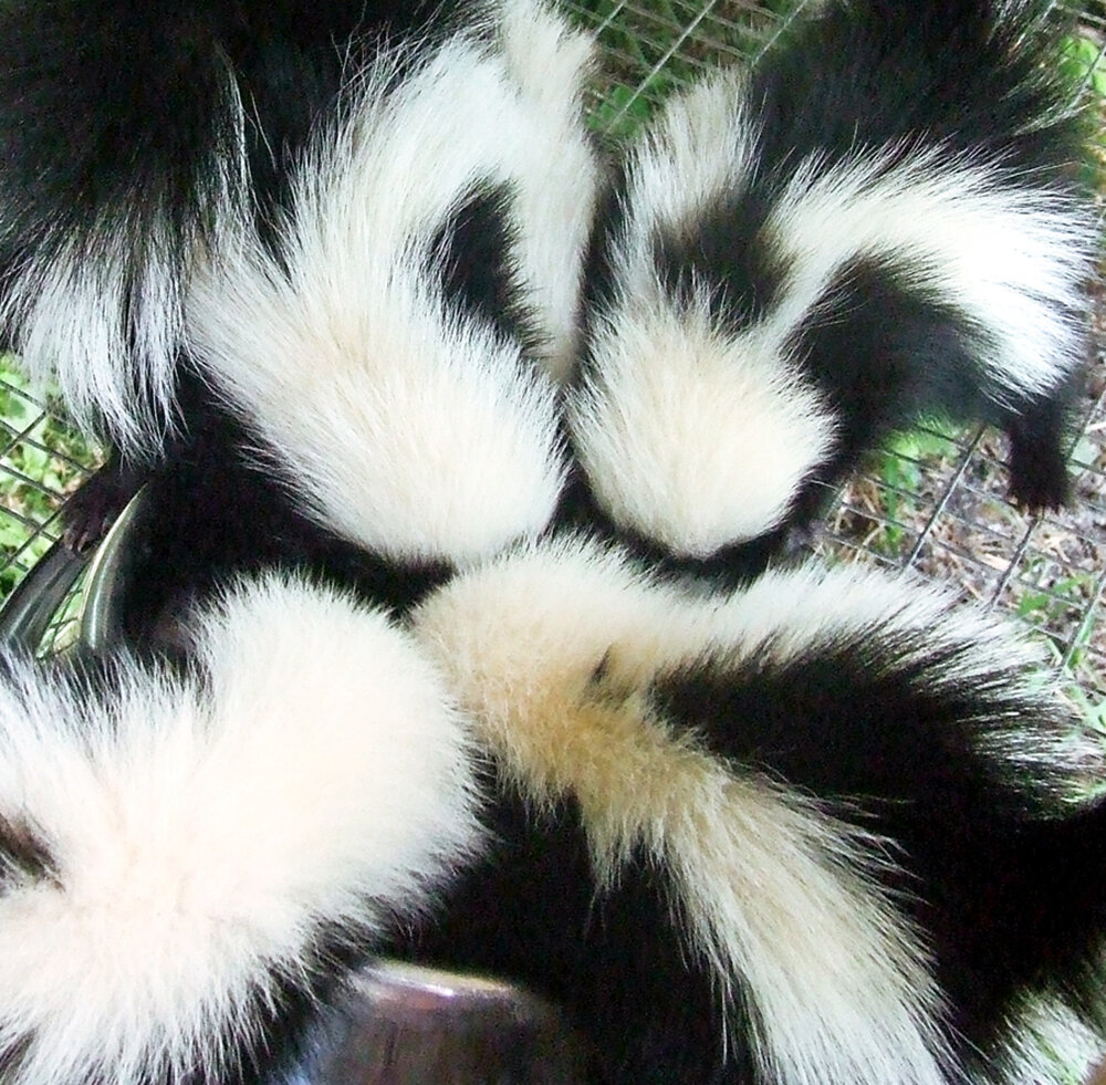 4skunks.jpg
