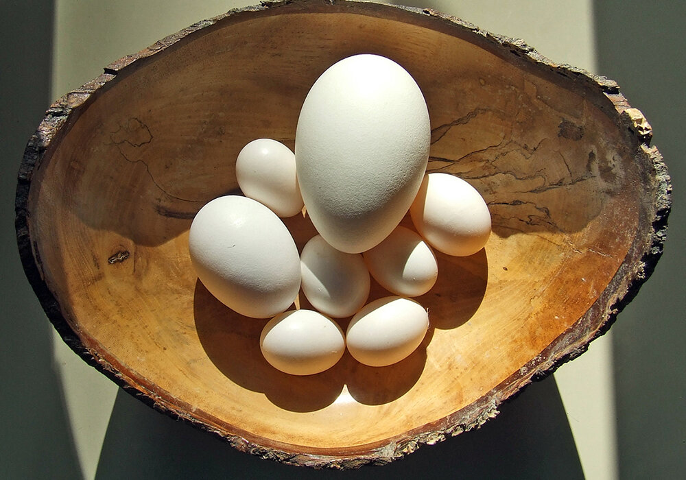 eggs.jpg