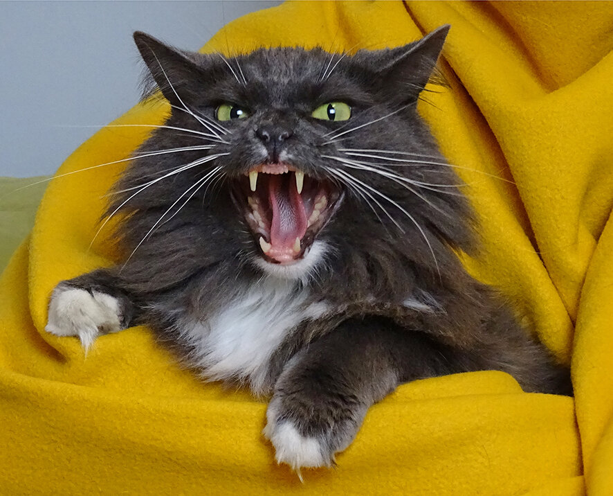 meow.jpg