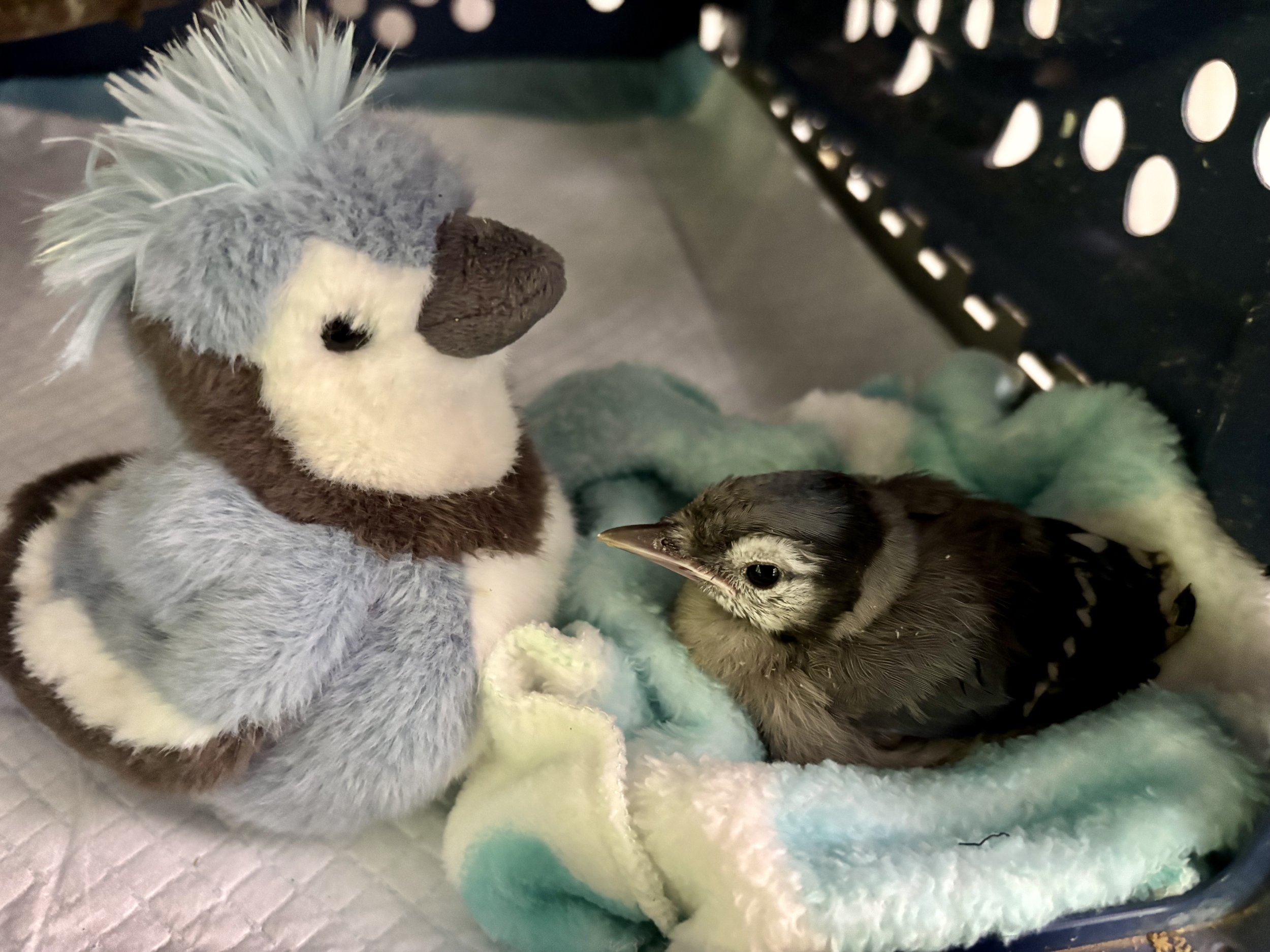 Blue Jay 61126.jpeg
