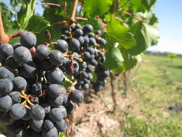 Memoirs of a Malbec