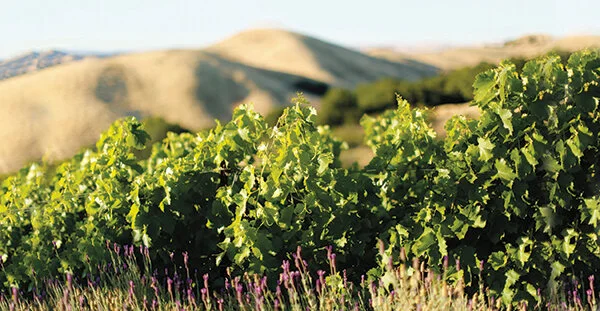 East Bay Gets a New Wine Appellation
