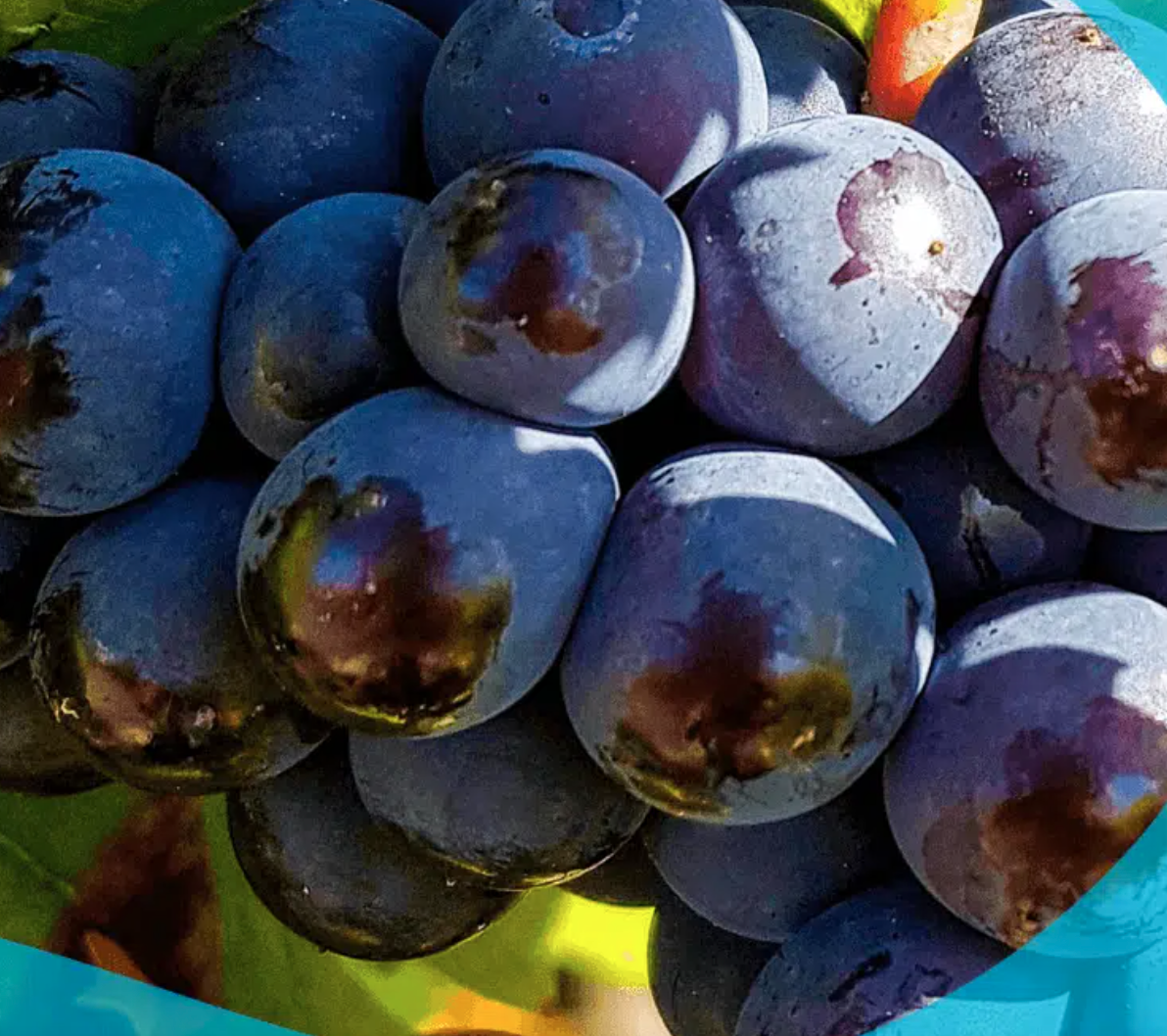 Champagne’s Third Wheel: Pinot Meunier