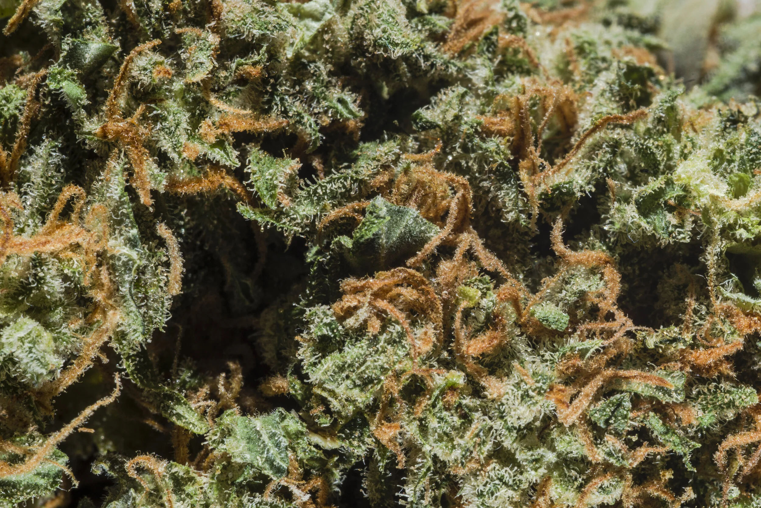 budshot001.jpg