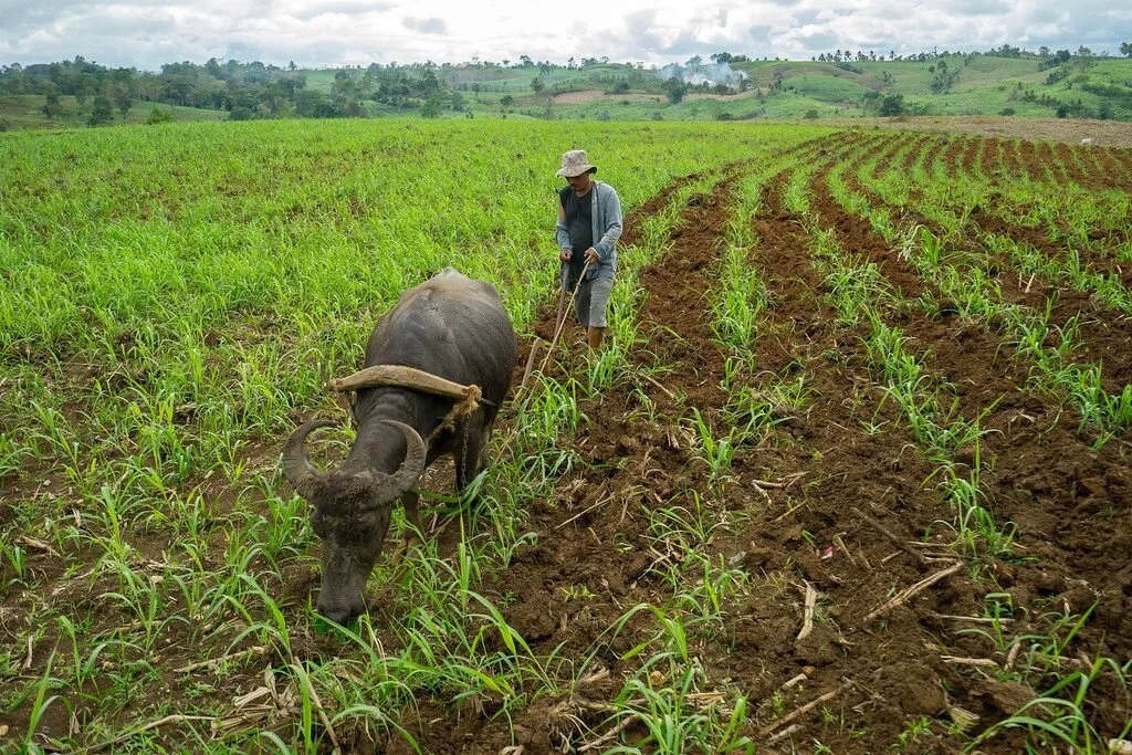 A farmer in the municipality of Mabinay works to collect sugar cane (Source: Brian Hermon/flickr)