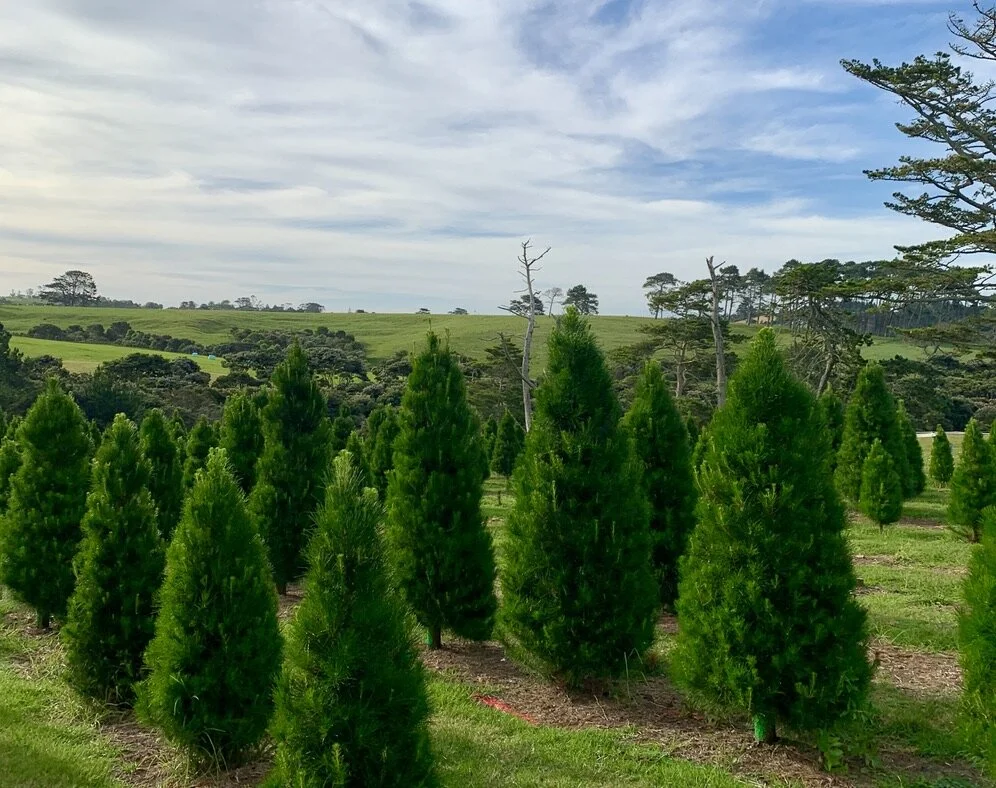 Season’s Greenings: Tips for Making your Holiday Season More Sustainable