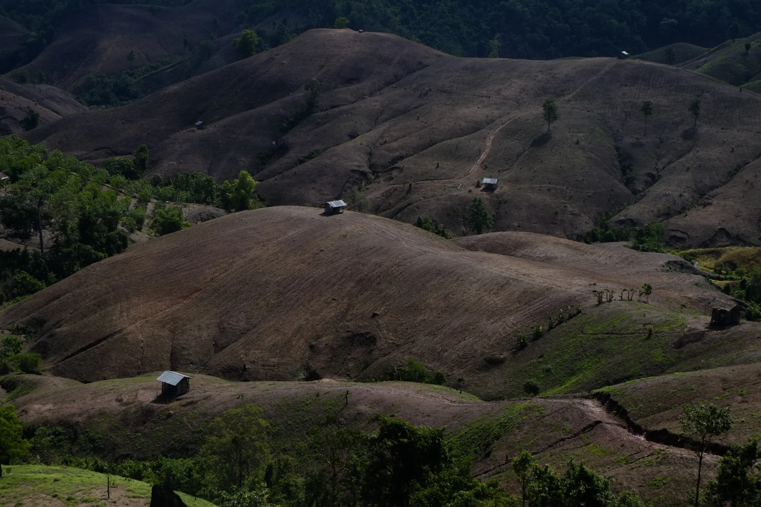 A Sustainable Solution to the Palm Oil Problem?