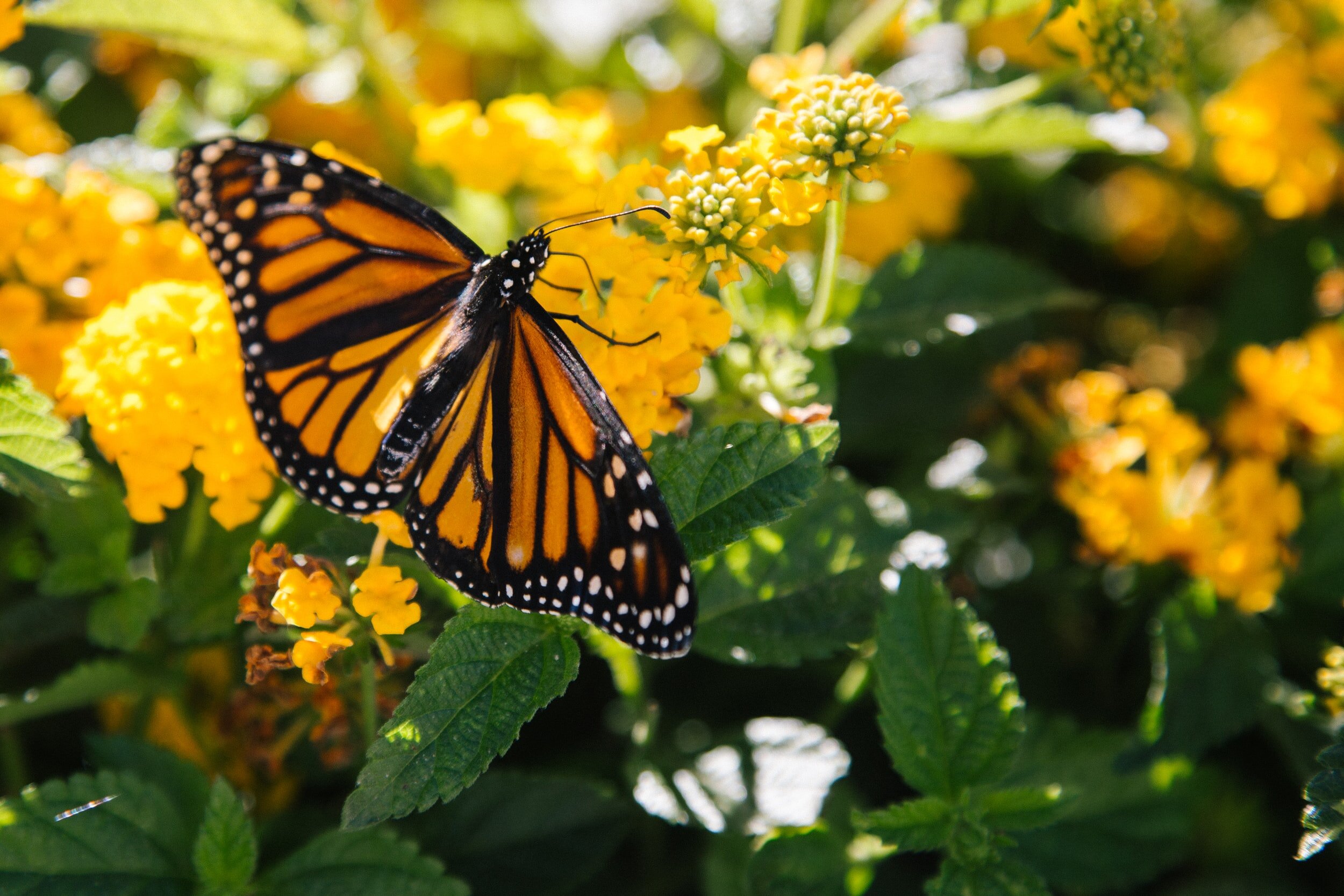 Monarch Butterflies in the Bay Area