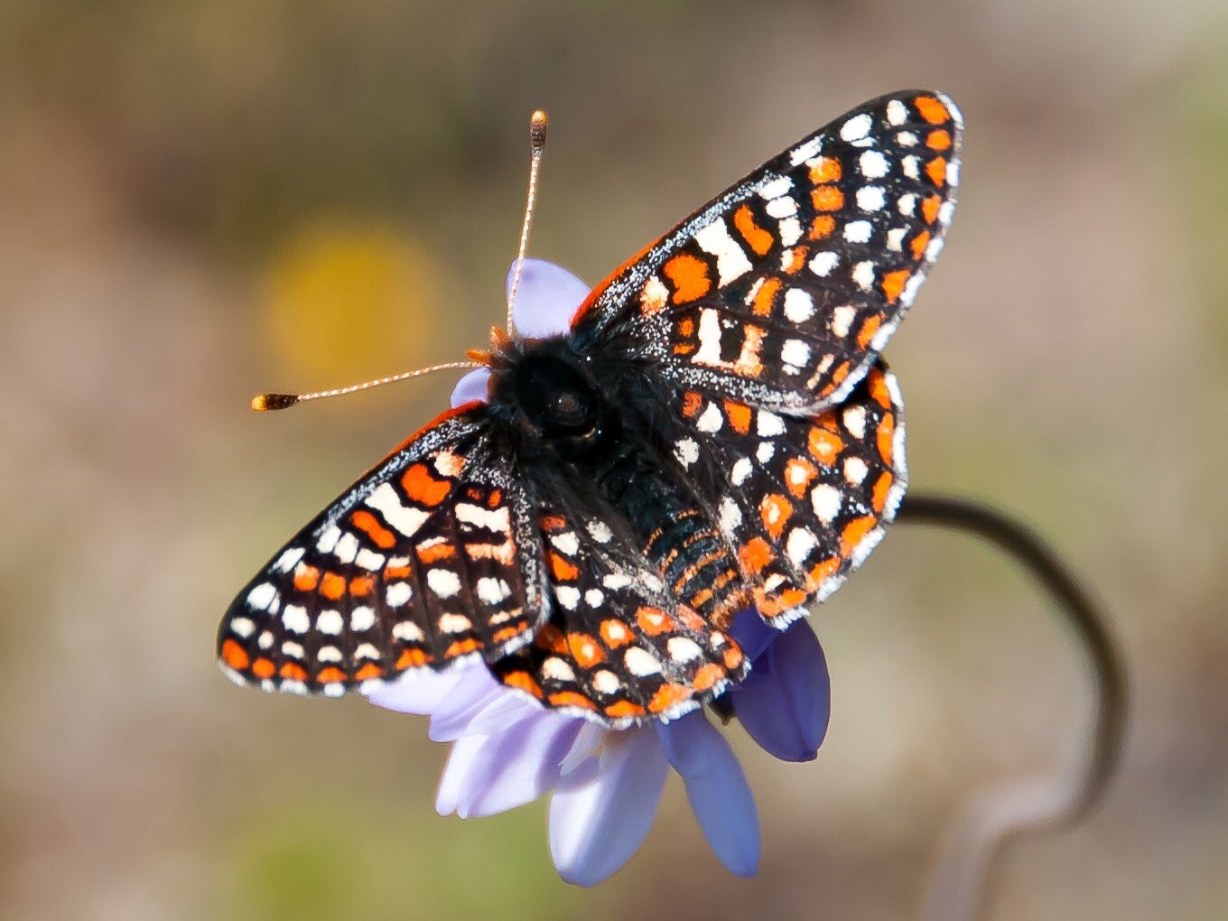 Our Nitrogen: A Threat to Local Biodiversity