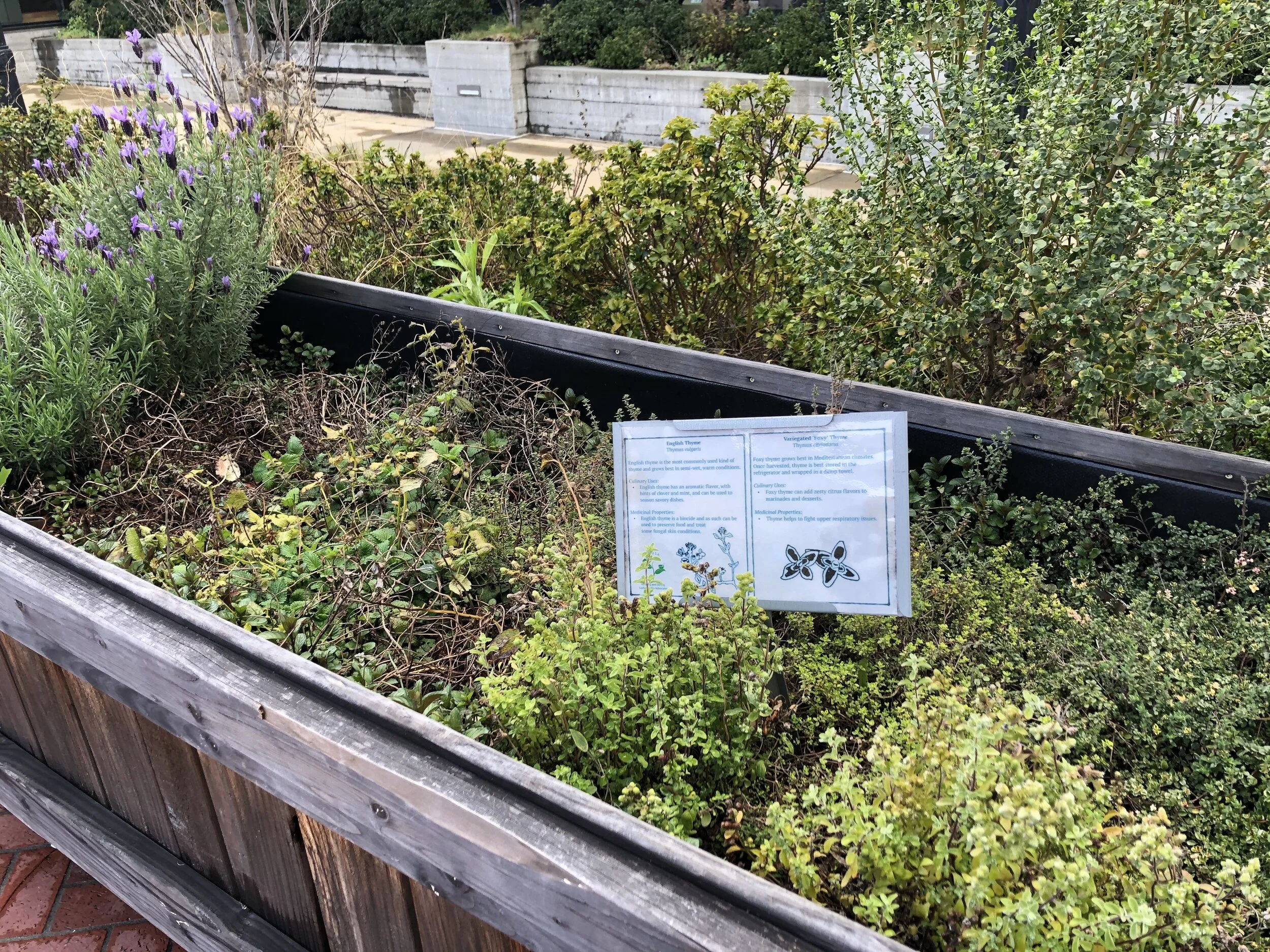Sowing the Seeds of Community: Berkeley Student Farms and the Fruits of Gardening