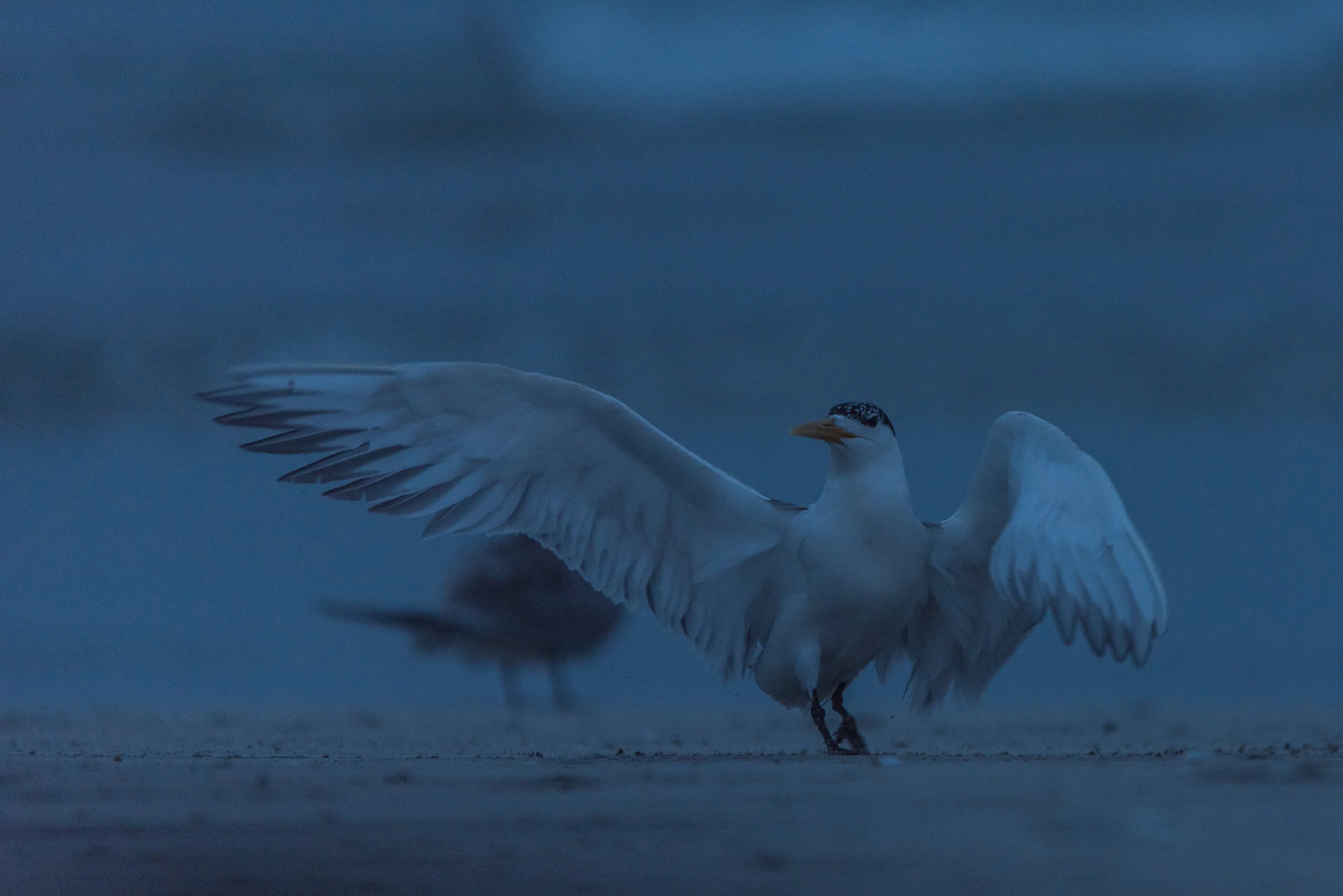 Gonnamanskraaleveningshoot_ (3).jpg