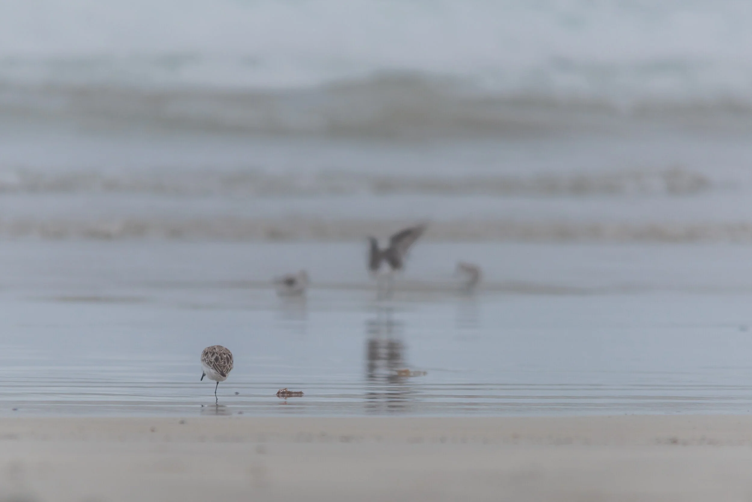 Gonnamanskraaleveningshoot_ (15).jpg