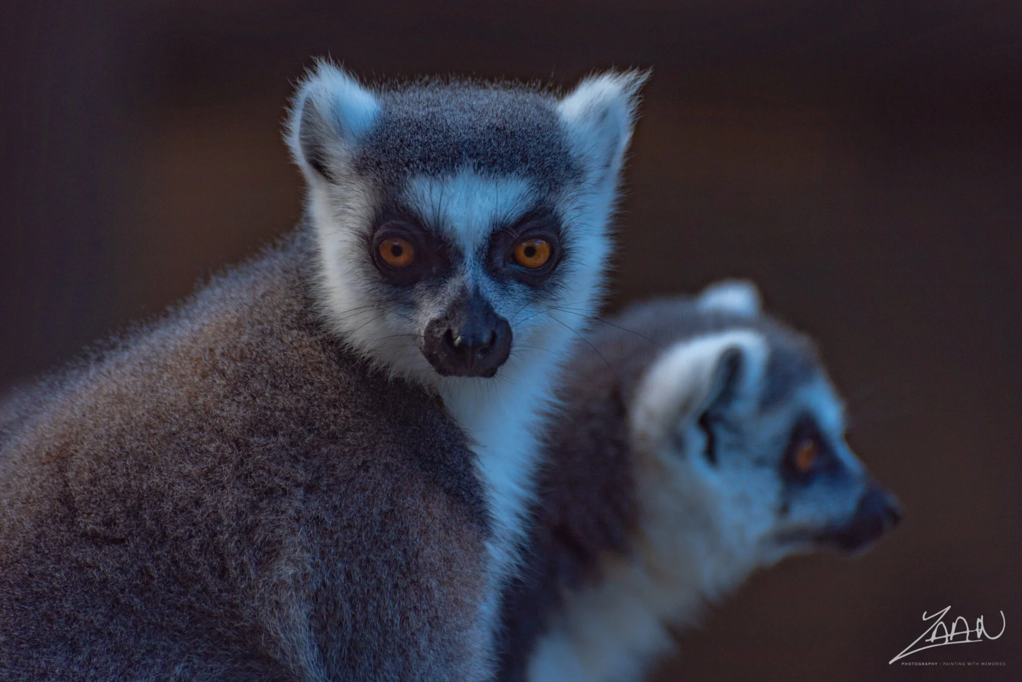 Lemurs
