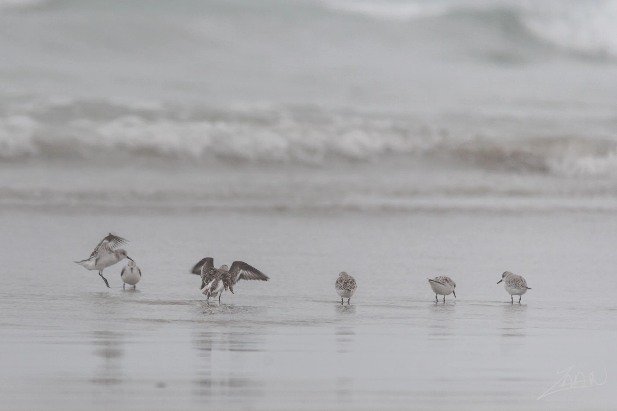 Playing in the surf