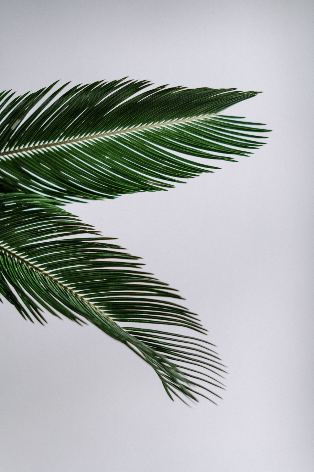 Palm- SS.png