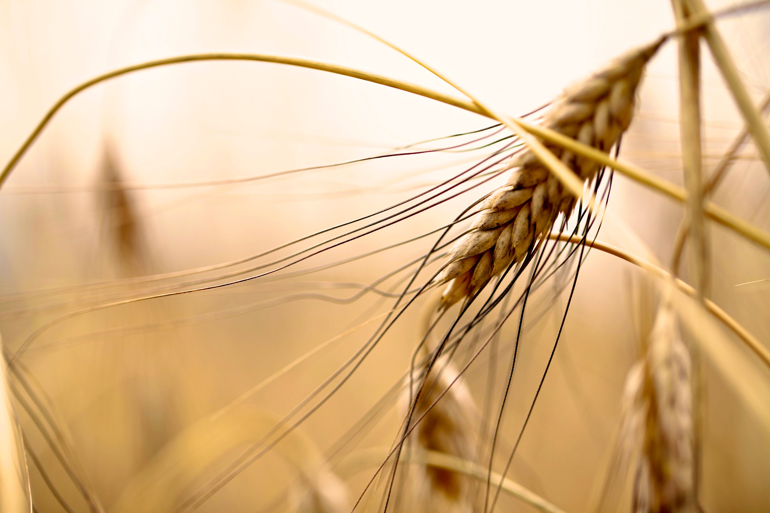 Summer - Harvest wheat 6.jpg