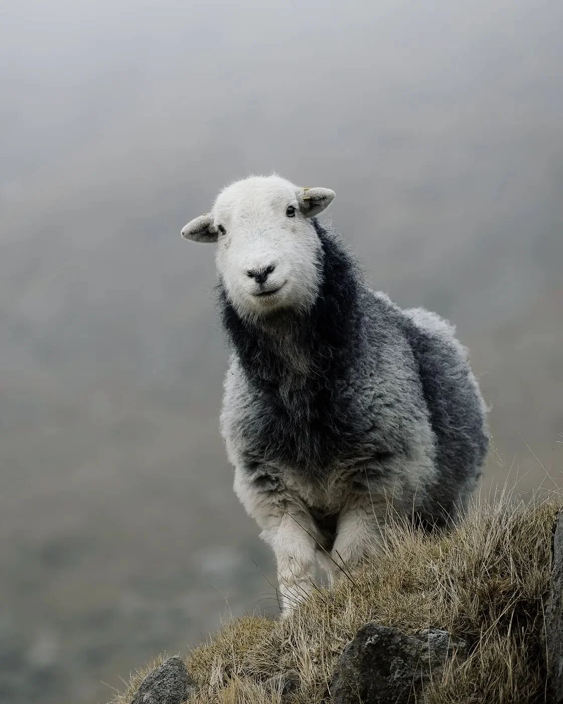 ⠀⠀⠀⠀⠀⠀
T E M P U S &nbsp; F U G I T
⠀⠀⠀⠀⠀⠀
Happy Herdy Thursd&hellip;&hellip;oh wait, It&rsquo;s bloody Saturday! What on earth happened to this week? Anybody else noticing that the clock is spinning a little faster lately? Or is it just a consequenc