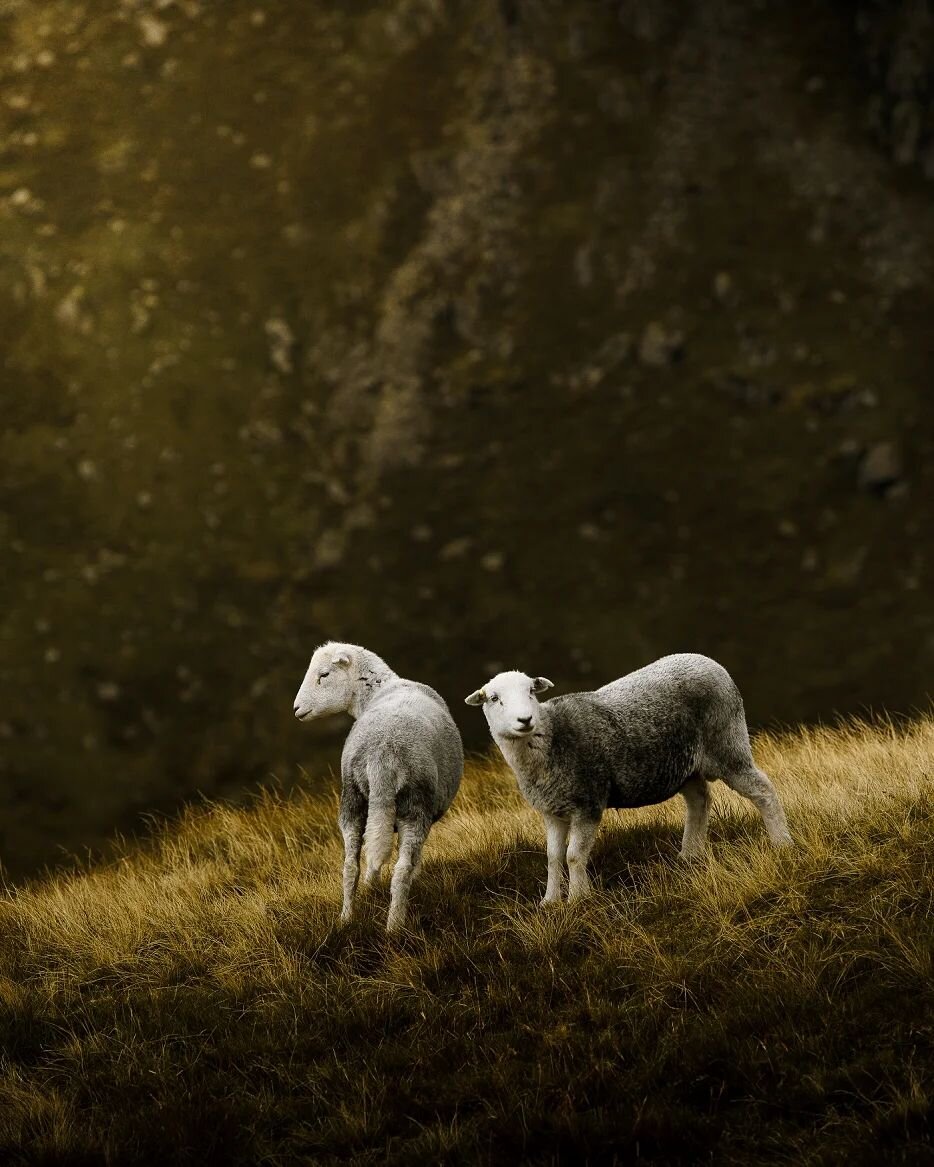 ⠀⠀⠀⠀⠀⠀
H E Y  H E R D Y !
⠀⠀⠀⠀⠀⠀
Does anybody else greet these cute but hard-as-nails fellside critters in this manner? 😂
⠀⠀⠀⠀⠀⠀
These two look extra cute with their freshly shorn fleeces
⠀⠀⠀⠀⠀⠀
Happy herdy Thursday, folks, it's almost the weekend..