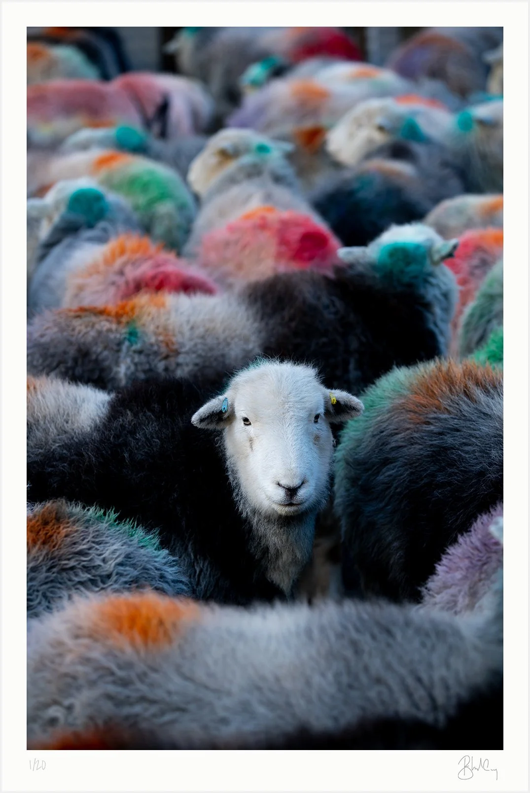 Mockup-HerdyFestival-01.jpg