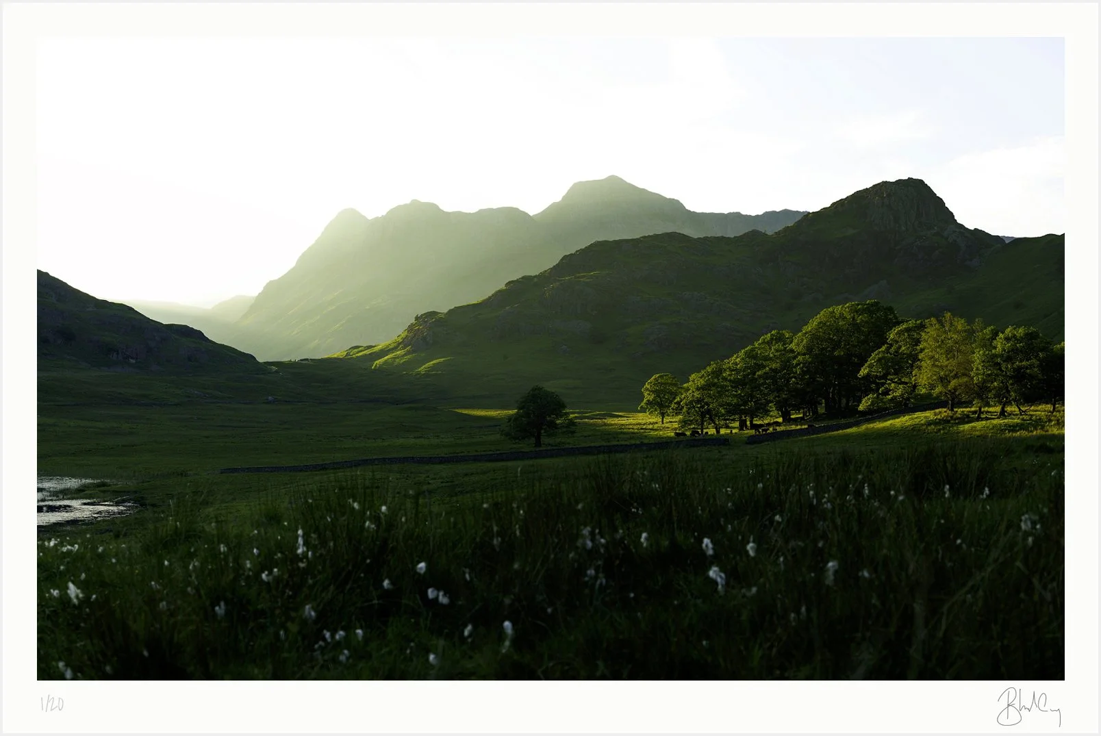 Verdant Dreams