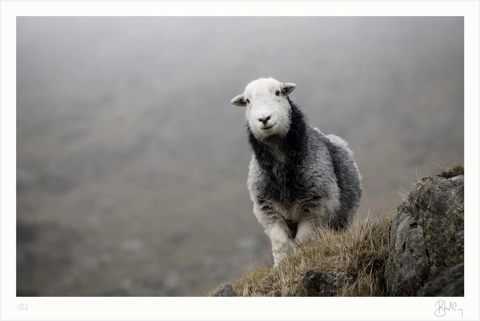 Woolly Welcome