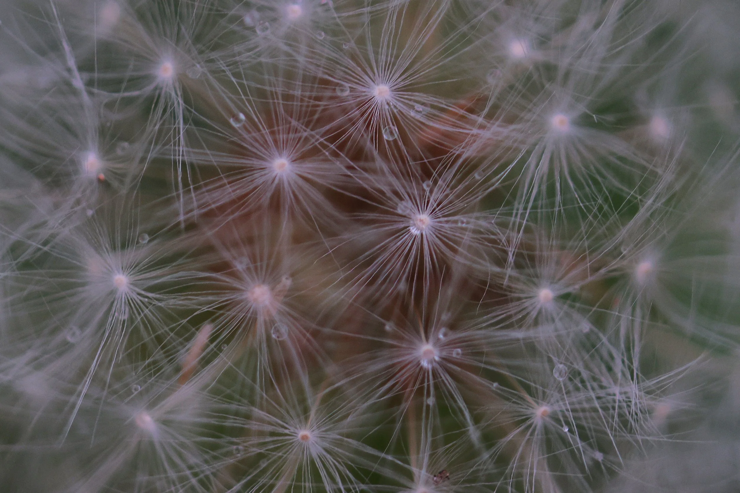 Dandelion