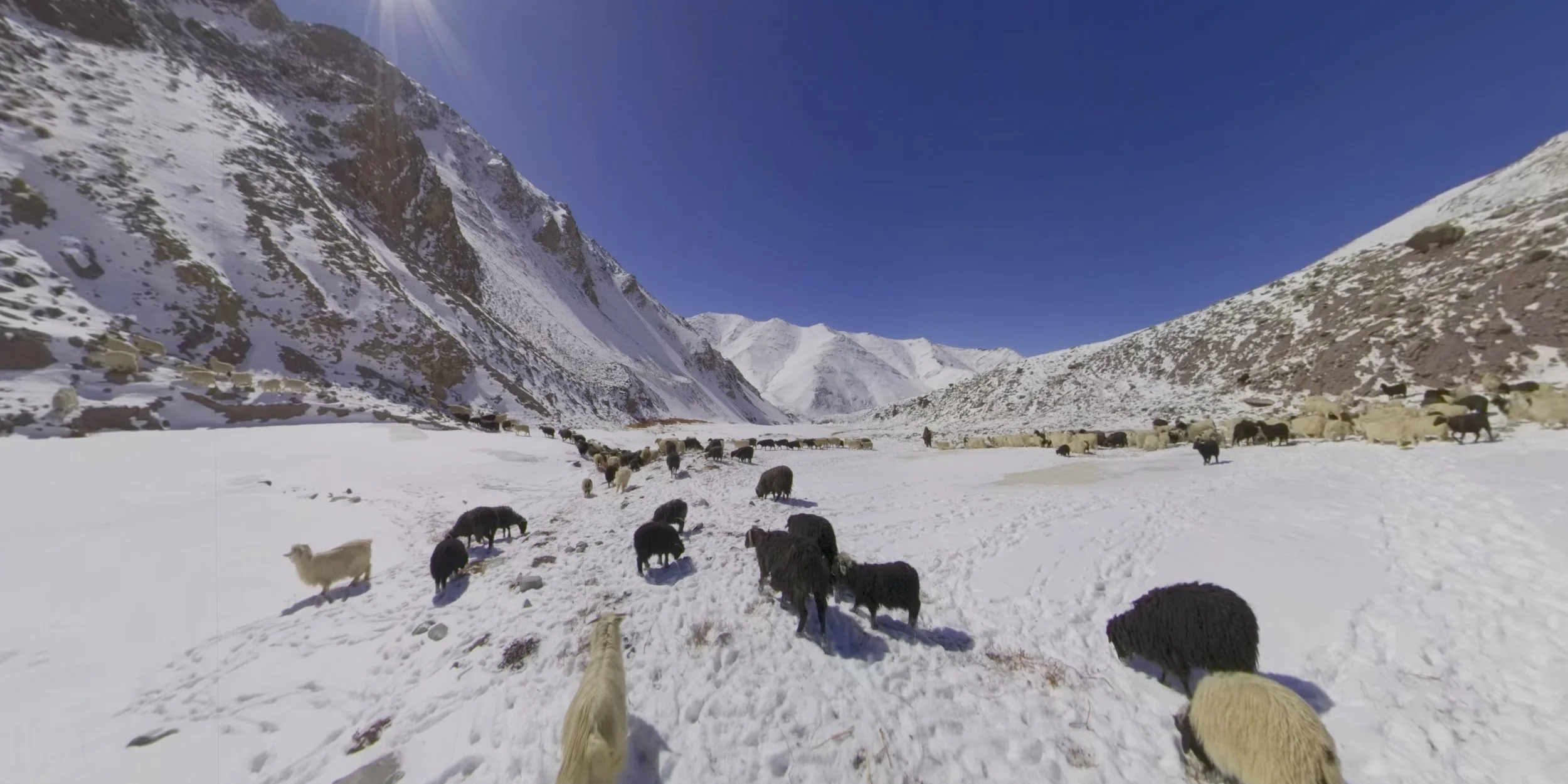 Snowleopard_Screengrab_Sheep.jpg