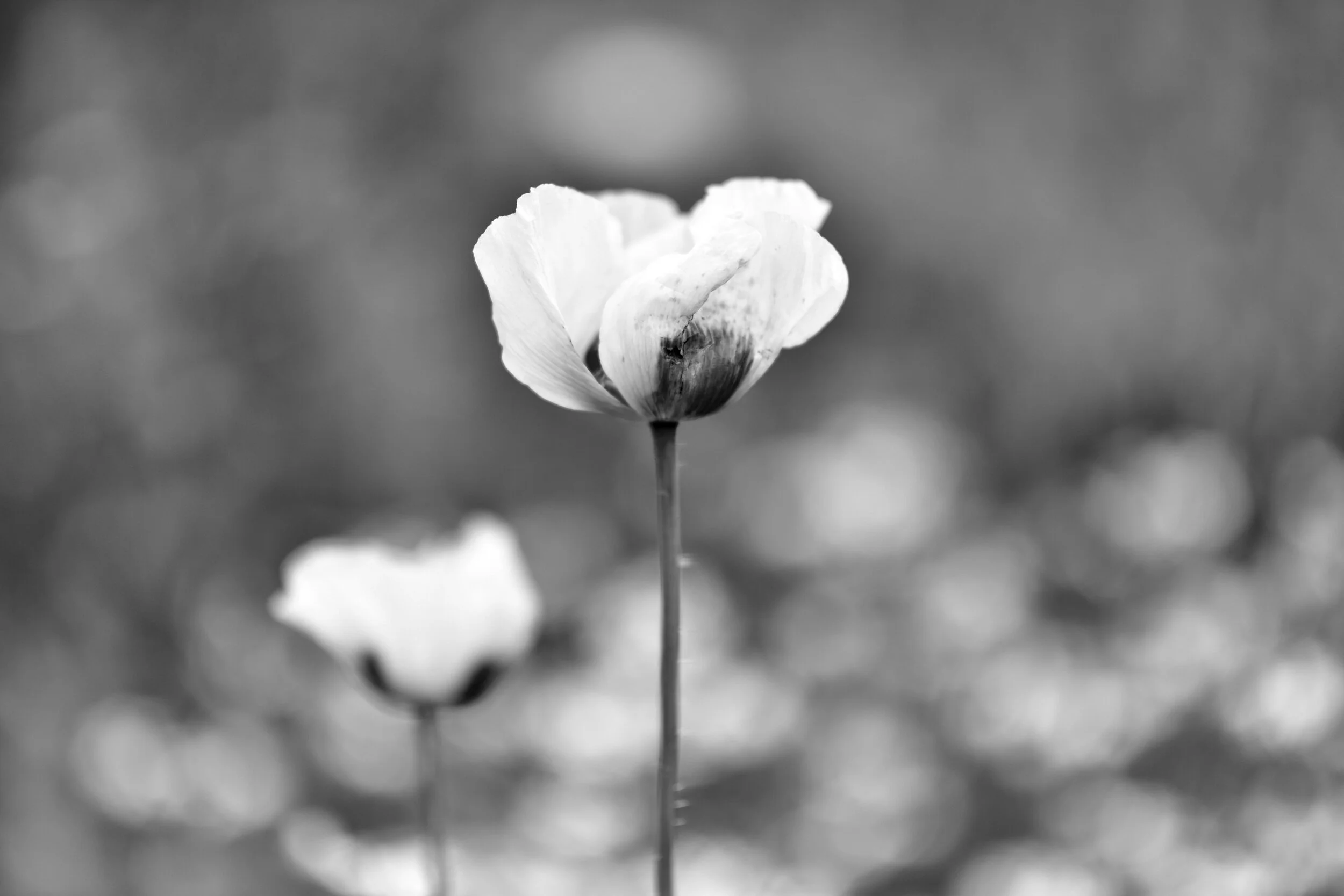 DSC_4320.JPG