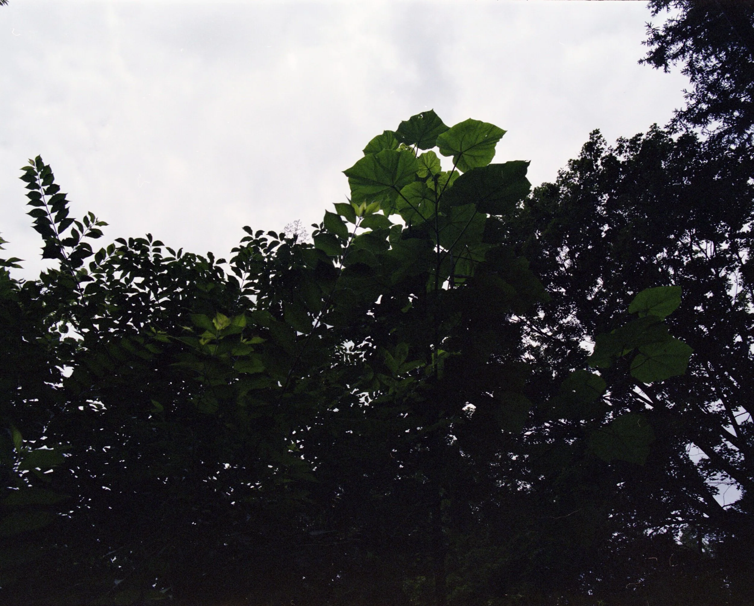 img20200716_17481585.jpeg