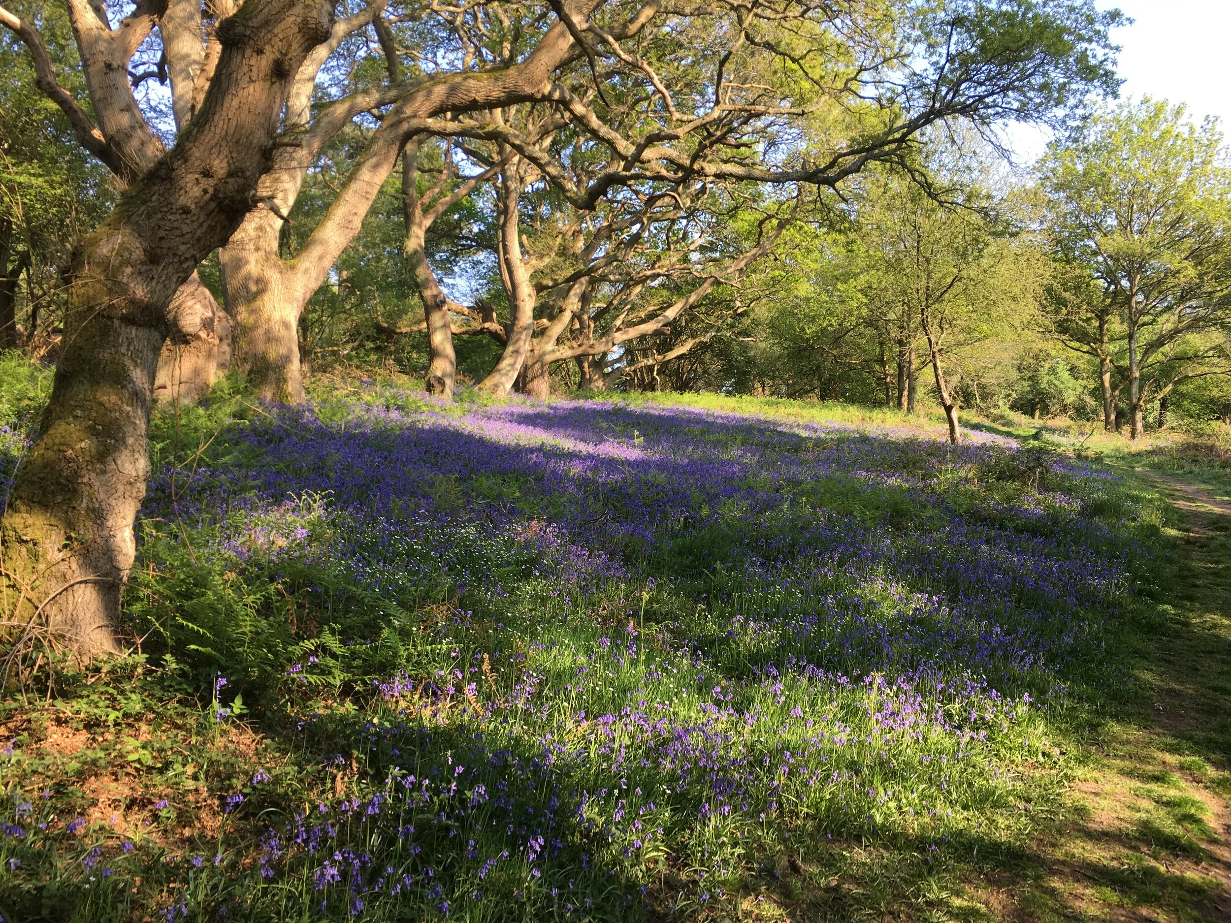 Some of the oak trees on Shotover Hill, may have been already growing, when it was still part of a Royal Forest