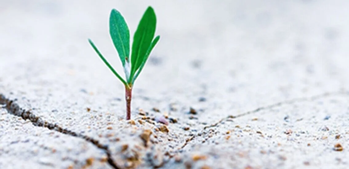 Biological Cylce I Photo - Stanislav Kondratiev