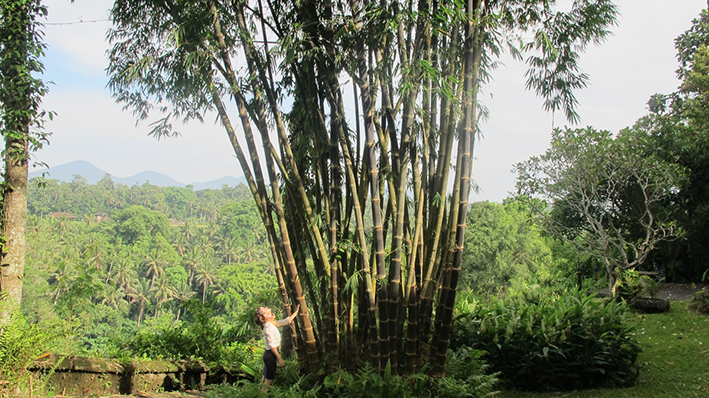 Giant Bamboo Harvest I Photo - IBUKU