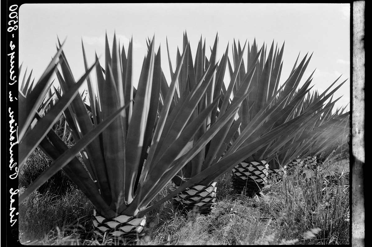 PLANTATIONS IN KENYA COLONY. SHOWING NEW CROP ON SISAL PLANT AFTER FIRST CUTTING, PHOTOGRAPHY G. ERIC AND EDITH MATSON PHOTOGRAPH COLLECTION, 1936