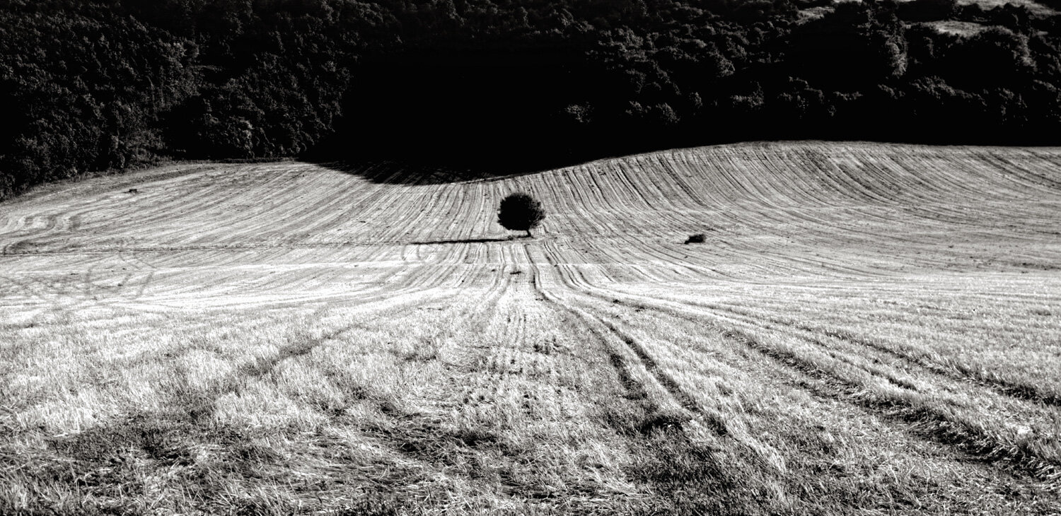 042_009_Land_SINGLE TREE SUSSEX WIP.jpg