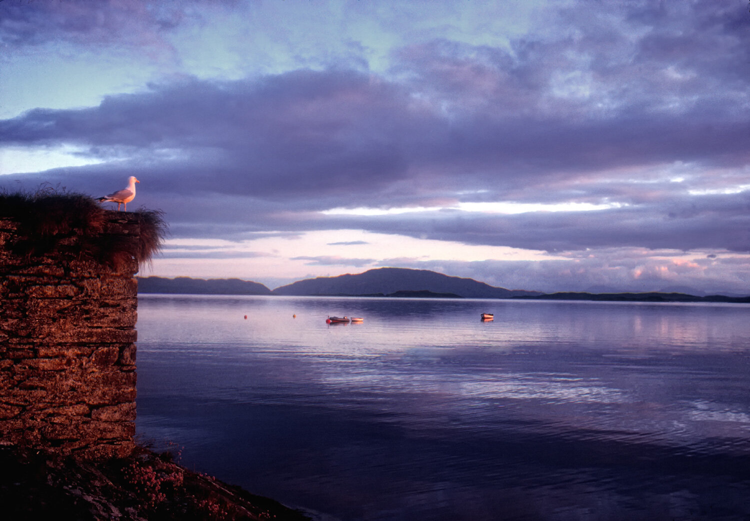 045_036_Land_Seagul Scotland new dfine.jpg