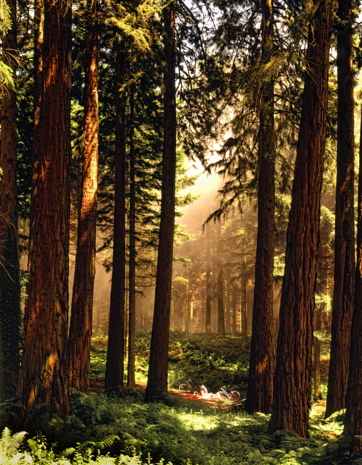 047_051_Land_CENTER PARCS CP PICNIC NEW.jpg