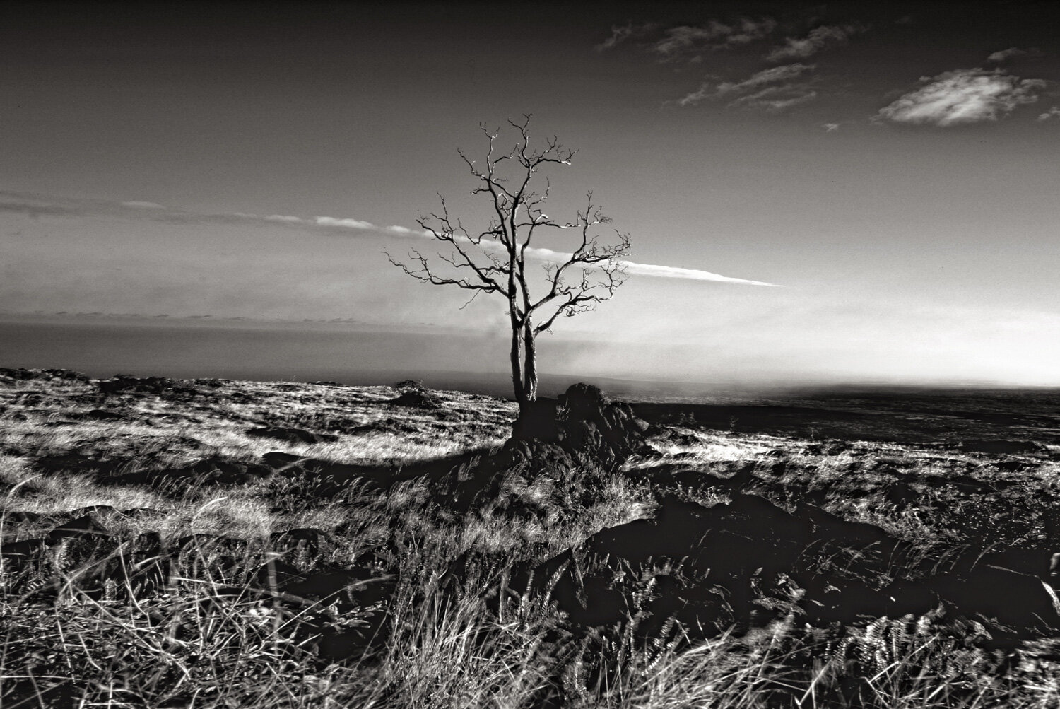 052_012_Land_SINGLE TREE HAWAII COL STRC.jpg