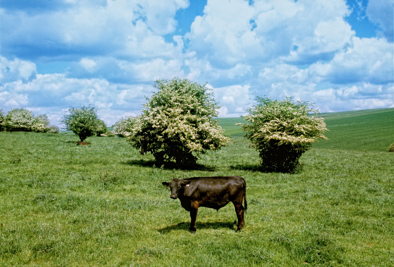 049_COW LADSCAPE 2.jpg