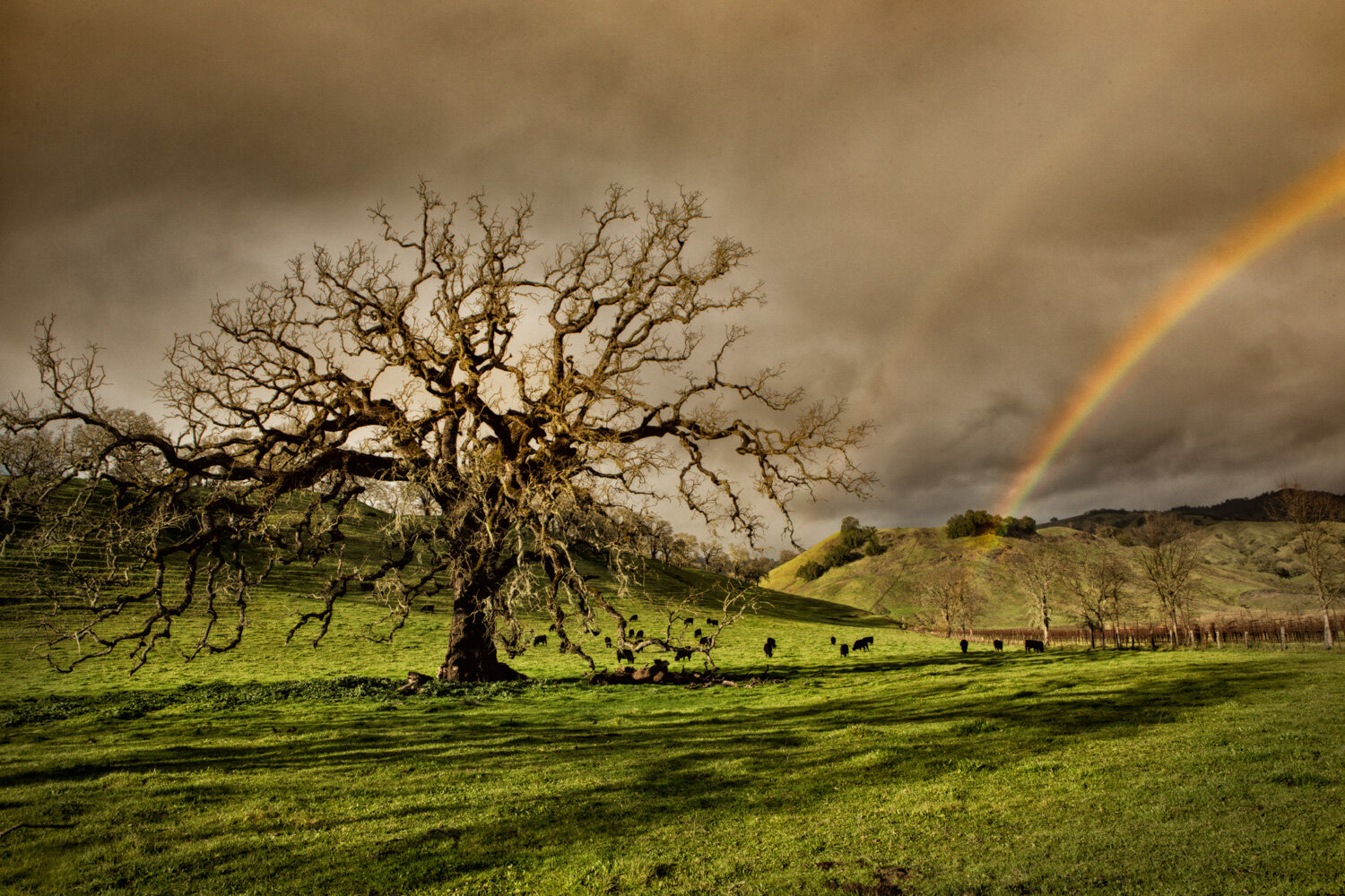 059_AHSt. Helena_Vineyards and Rainbows_PRodger-6825.jpg