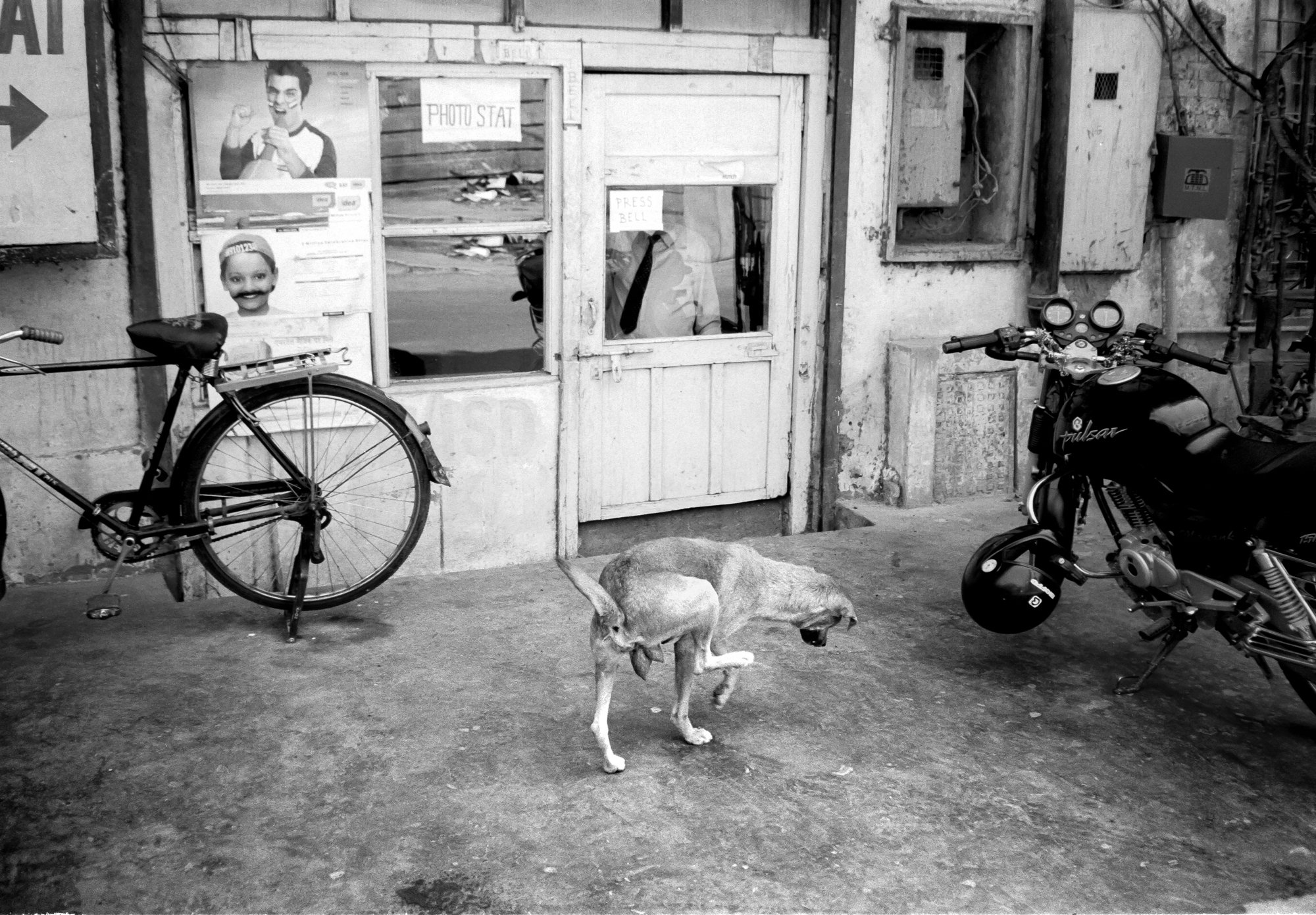 DOG IN INDIA.jpg