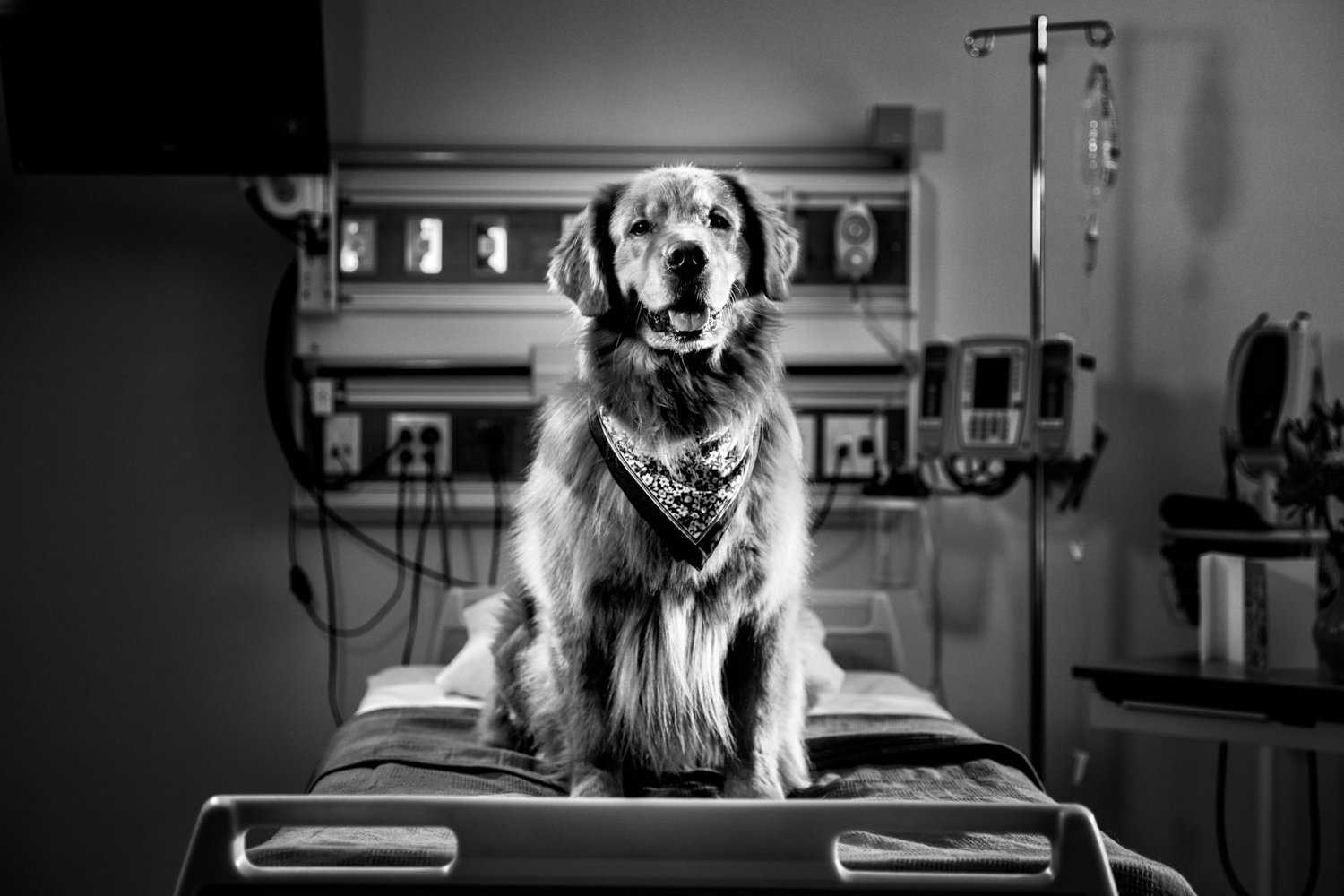 HCA3_Day4_Portrait-2_DOG_0056-Edit_BW.jpeg
