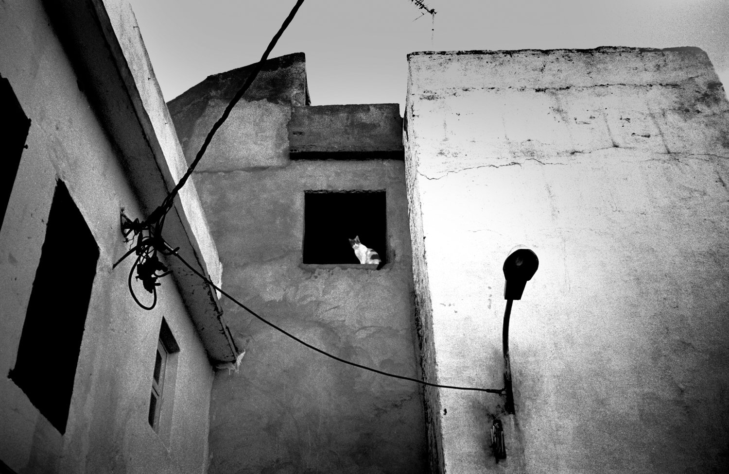 Tangiers cat in window.jpg