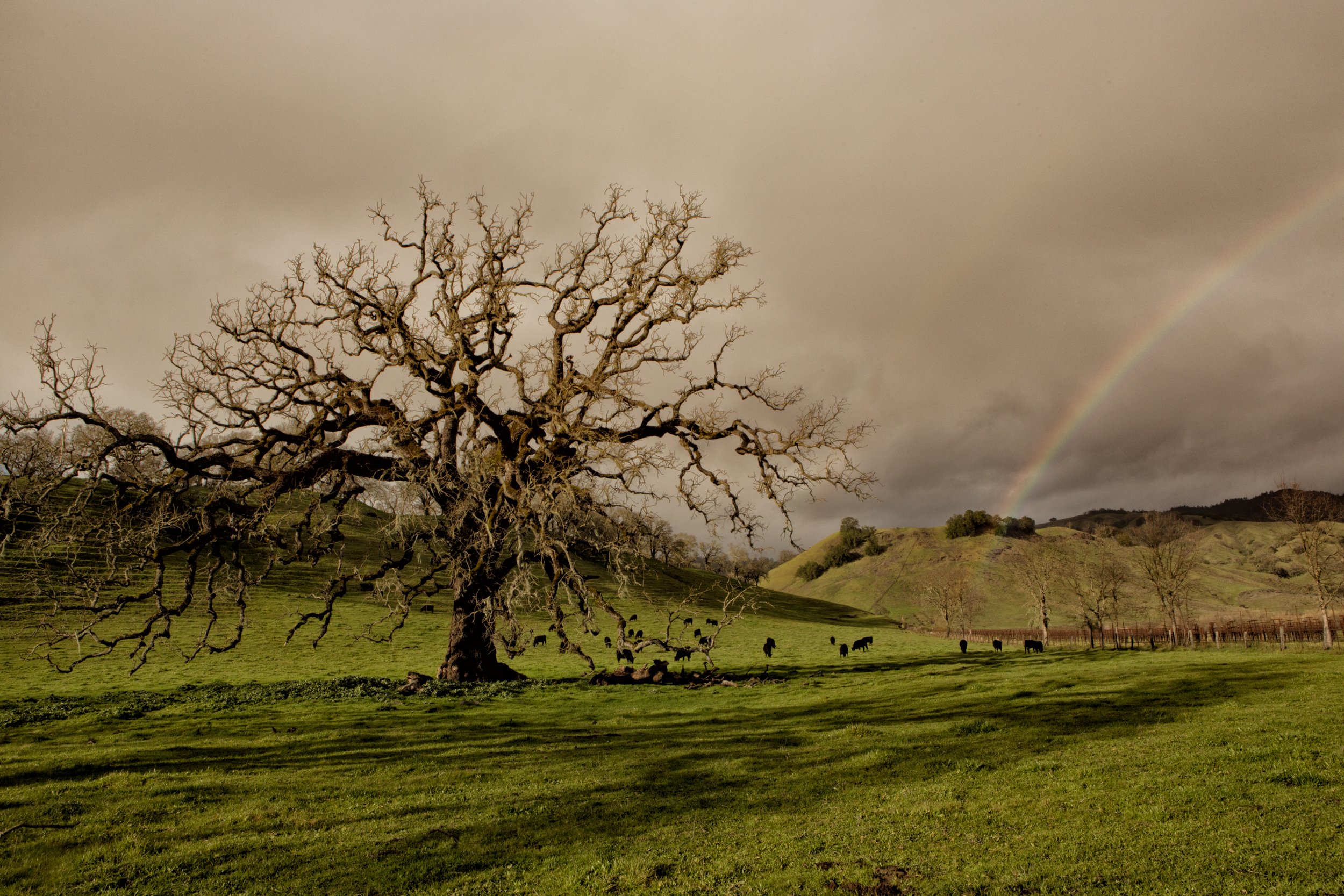 St. Helena_Vineyards and Rainbows_PRodger-6825_B.jpg